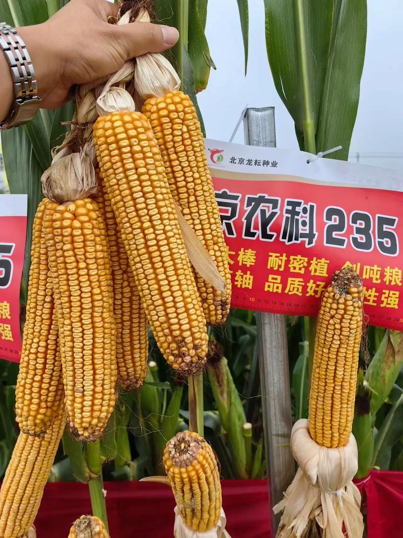 京農科235 生物育種鑄就的“軸細粒深”新標桿