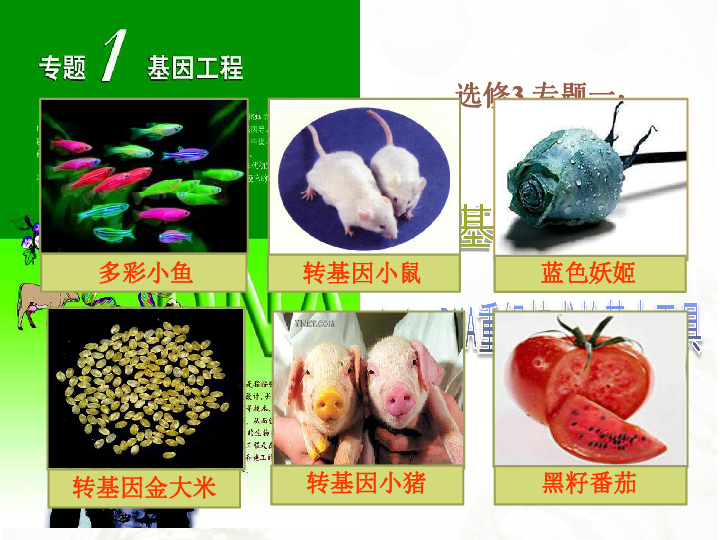 人教版高中生物選修三專題一第1節 DNA重組技術的基本工具 課件共25張PPT